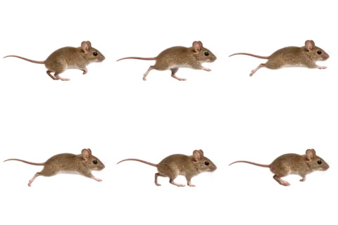 Illustrative house mouse running